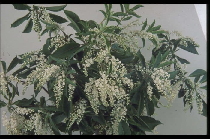 Japanese clethra