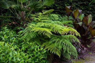 diamondleaf fern