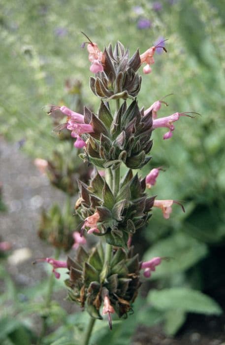 pitcher sage