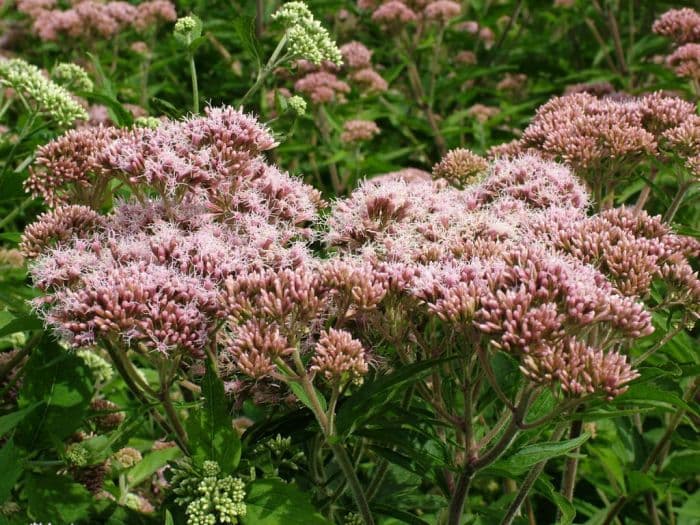 hemp agrimony