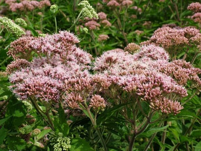 Hemp agrimony