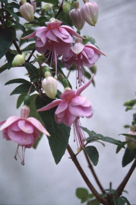 fuchsia 'Valerie Tooke'