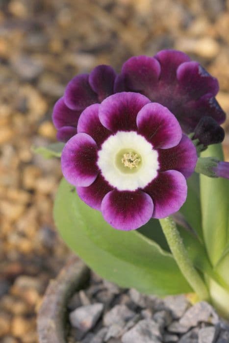 auricula 'Cambodunum'