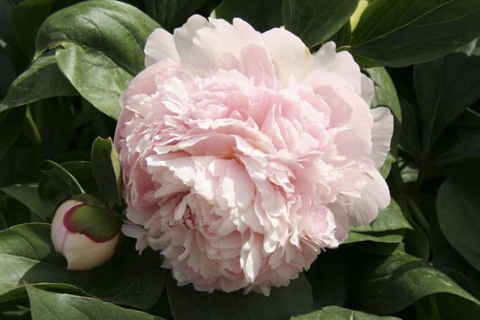 peony 'Eden's Perfume'