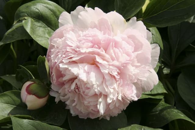 Peony 'Eden's Perfume'