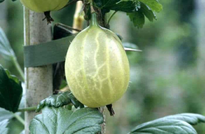 gooseberry 'Invicta'