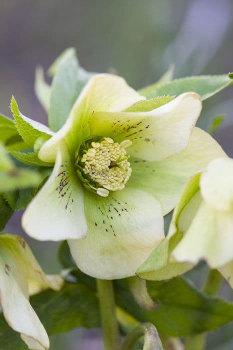 hellebore 'Yellow Lady'