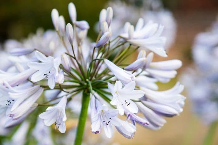 African lily 'Dartmoor'