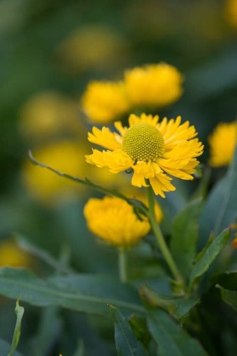 sneezeweed 'Double Trouble'