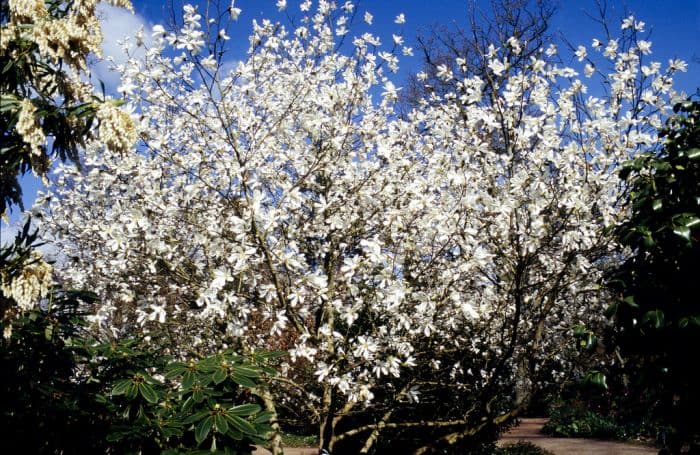 willow-leaved magnolia