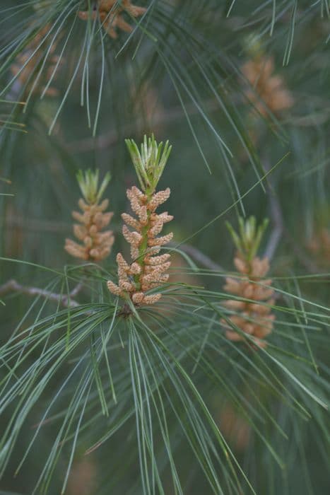 Chinese white pine