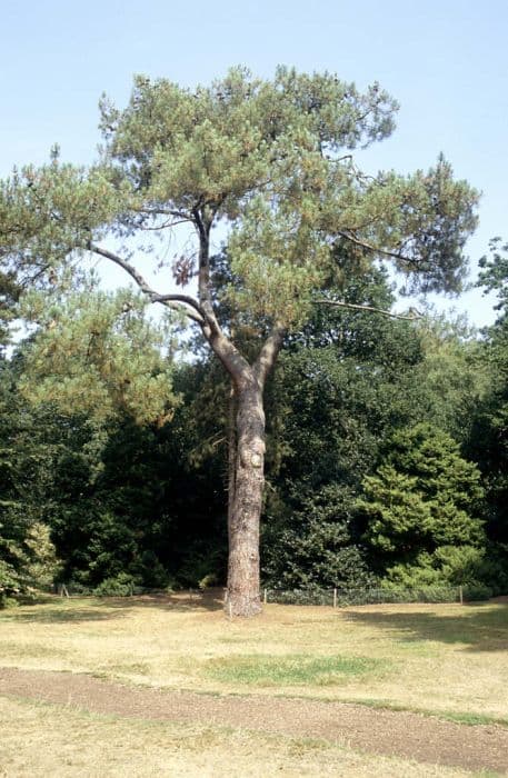 maritime pine