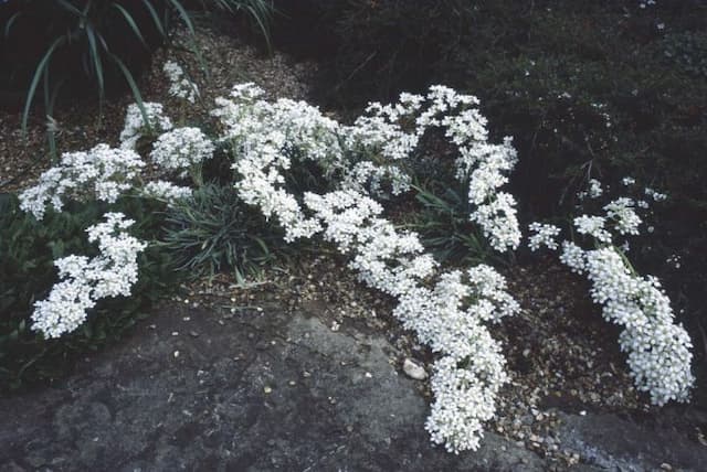 Limestone saxifrage