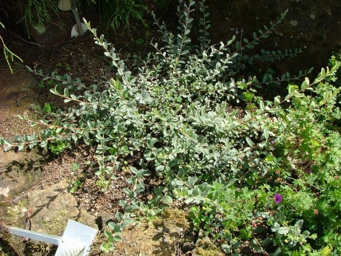 silvery creeping willow