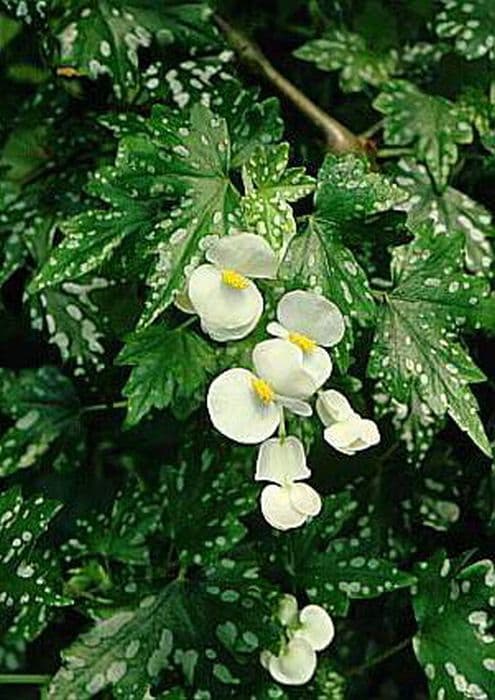 maple leaf begonia