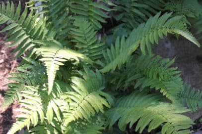 Black Fern