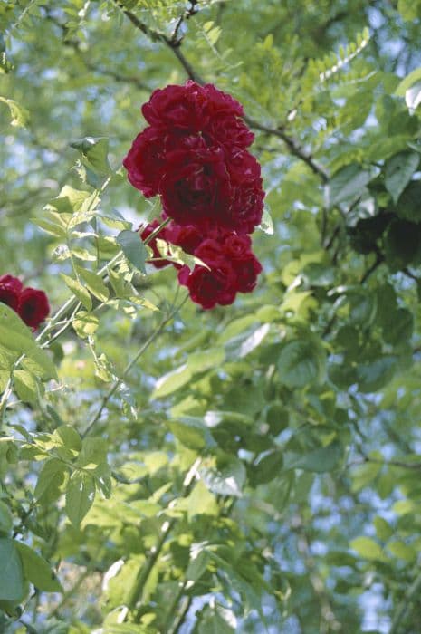 rose 'Paul's Scarlet Climber'