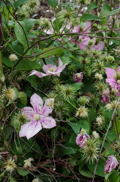 clematis 'Rosamunde'