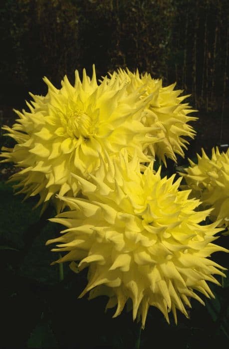 dahlia 'Hamari Sunshine'