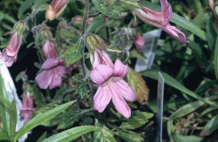 Chinese foxglove