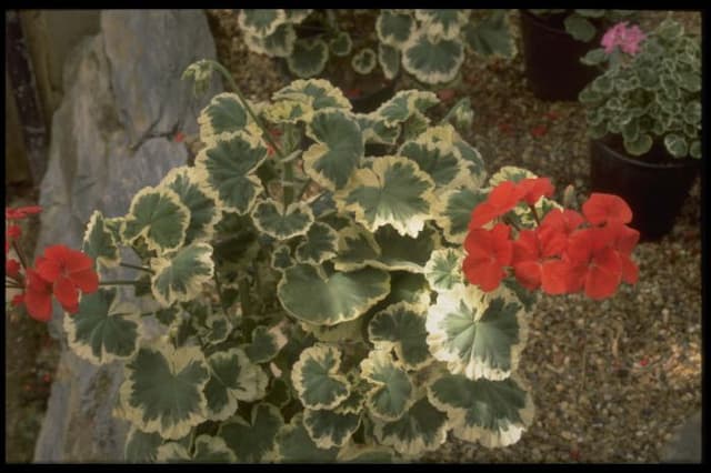 Pelargonium 'Flower of Spring'