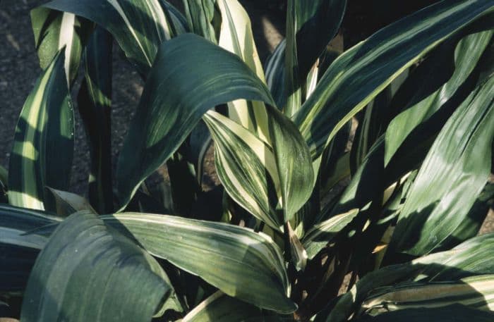 variegated bar-room plant