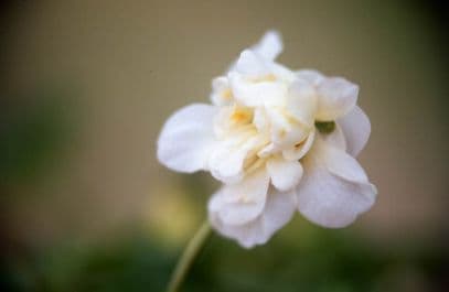 Parma violet 'Conte di Brazza'