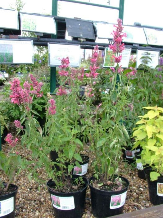 Mexican giant hyssop 'Red Fortune'