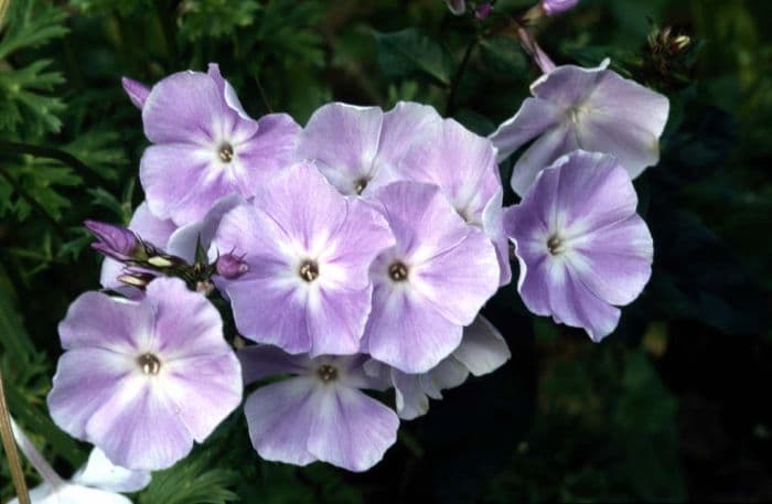 perennial phlox 'Prospero'