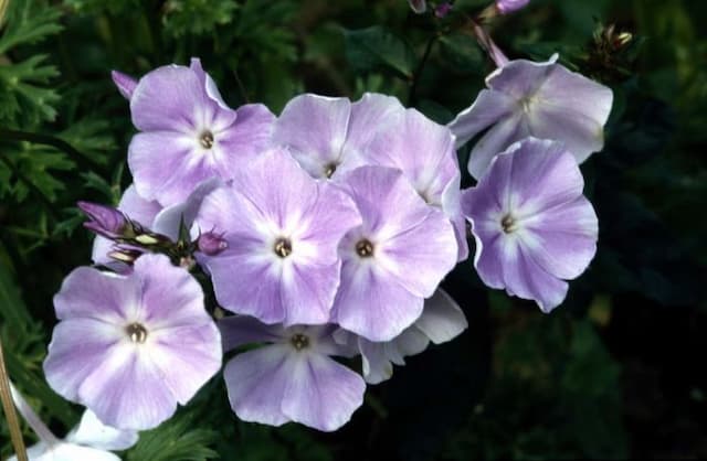 Perennial phlox 'Prospero'