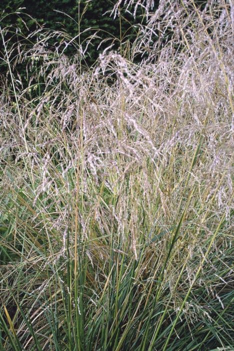 tufted hair grass