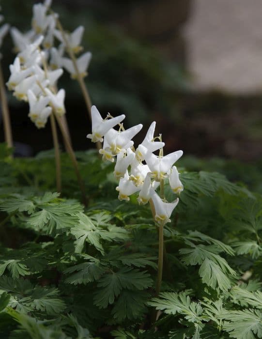 Dutchman's breeches