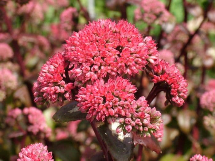 stonecrop 'Marchants Best Red'