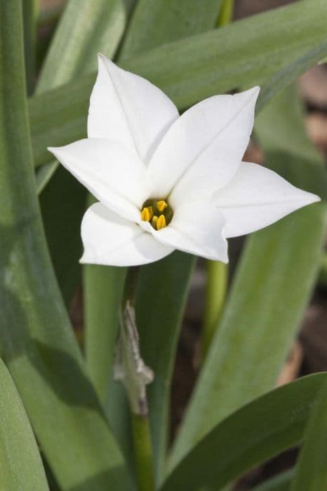 starflower 'Alberto Castillo'