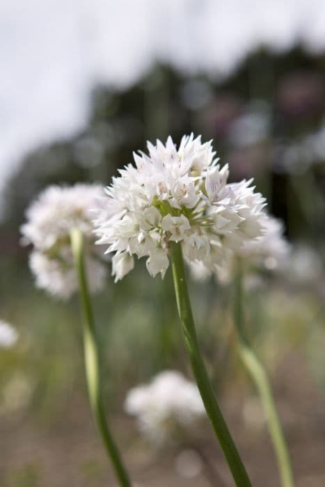 narrowleaf onion 'Graceful Beauty'