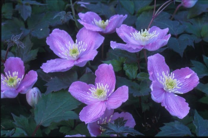 clematis 'Tetrarose'