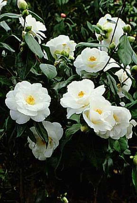 camellia 'Lovelight'