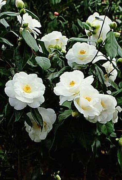 Camellia 'Lovelight'