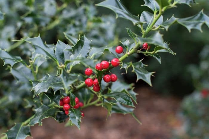 holly 'Alaska'