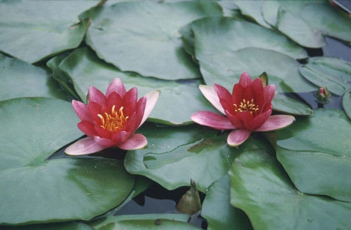 waterlily 'Froebelii'