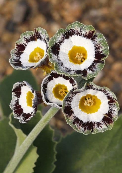 auricula 'Karen Cordrey'