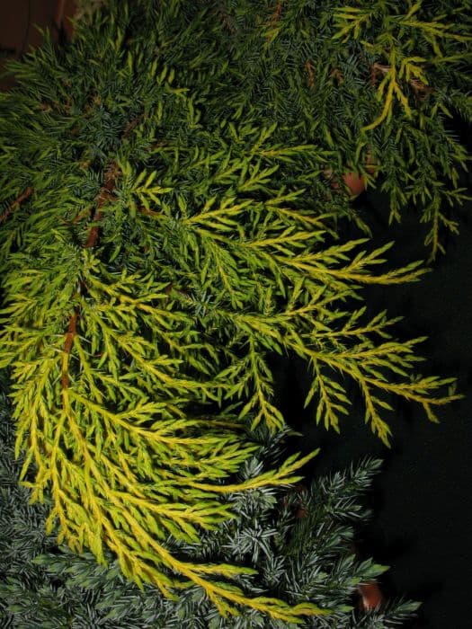 juniper 'Carbery Gold'