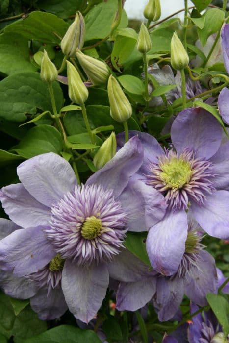 clematis 'Blue Light'