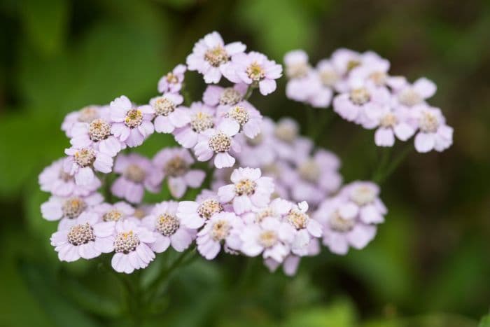 yarrow 'Love Parade'