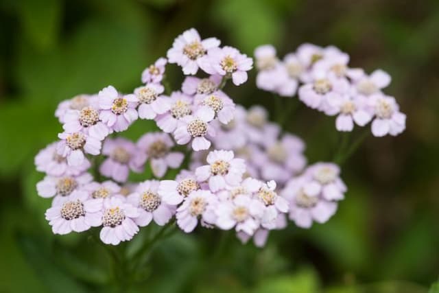 Yarrow 'Love Parade'