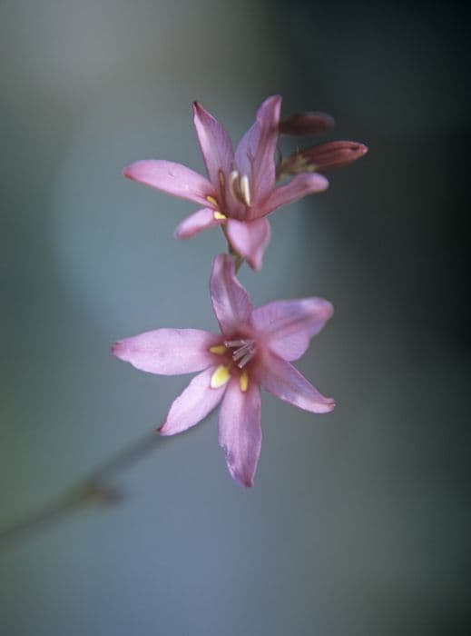 pink montbretia