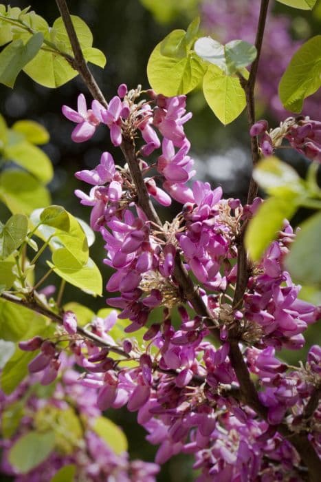 Judas tree 'Bodnant'