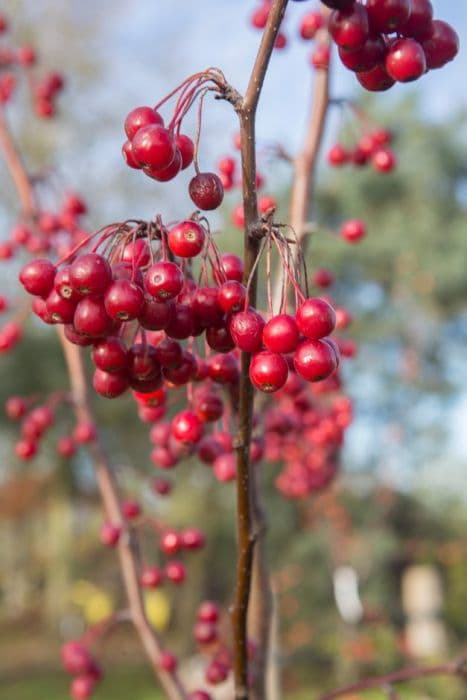 crab apple 'Donald Wyman'