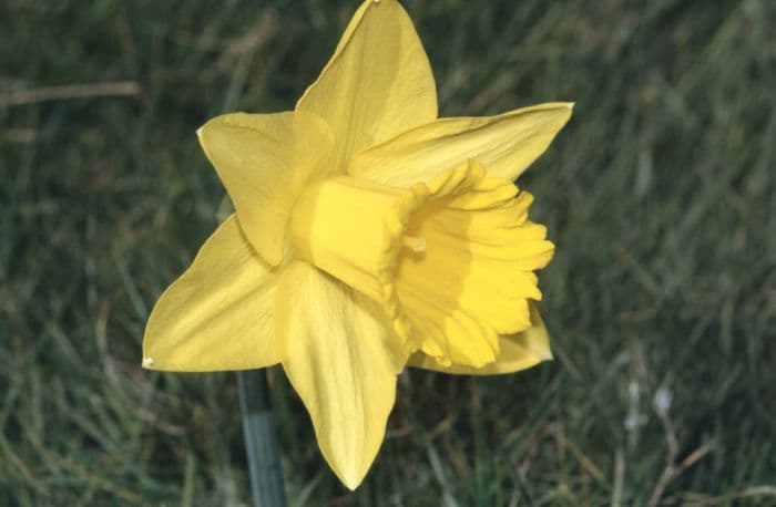 daffodil 'Bawnboy'