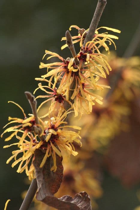 witch hazel 'Harry'